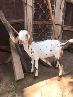 5 months male goat