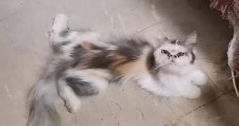 peki calico female and extreme punch face female breeder cat