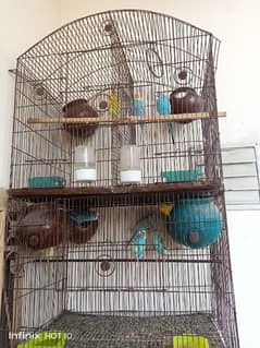 7 pairs Australian home breed parrots