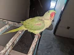 raw parrot 6 month age hand tame