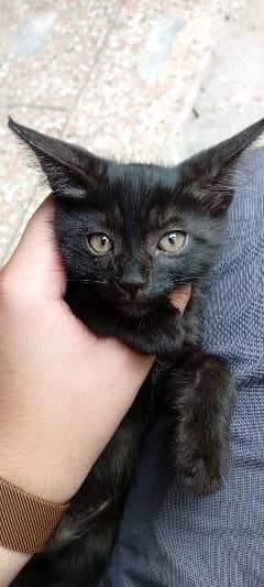 Tabby baby Cat Black Polish Color For Sale