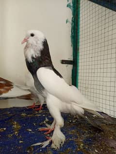 Gubara piegon and jacobin female healthy and active pure breed