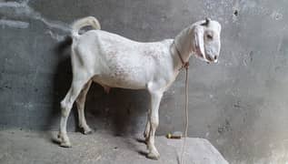 bakra 6 month age . 14.5 kg live weight  03324997411 male