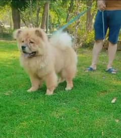 Imported chow chow female available for sale