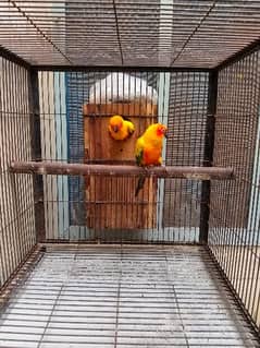 Conure Pair For Sale