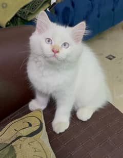 Triple Coated Pure Persian Kitten