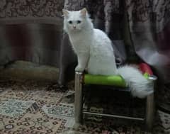 Pair of Persian cats (Male+Female) for sale