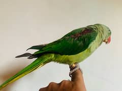 Raw Kashmiri Parrot Age 16 Months