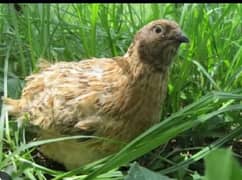 japanese conturix quail / batair / btair eggs laying breeders