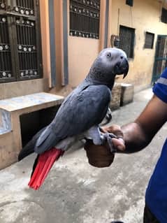 gray parrot full handtame talking friendly