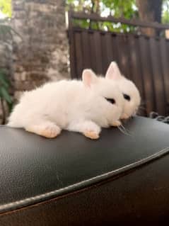 lion head dawarf bunny available for sale location islambad contact me