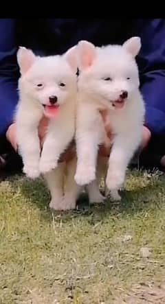 Russian pair availbale for sale age 2 month