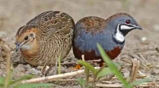 button quail batair breeder pair  bird or king quail
