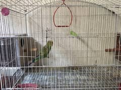 Parrots (Budgies & Love Birds)