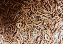 MealWorms