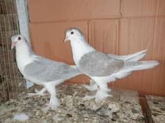 Lahori Sherazi Pigeon Fancy Kabootar