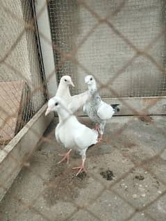Baby pigeons/lowflyer/pigeons/kabootar/bachay/highflyer/kabotar