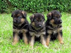 German shepherd puppies available for sale or Exchange possible
