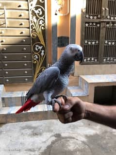 grey parrot handtame friendly