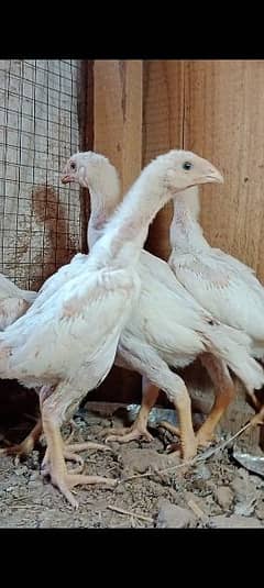 King SHAMO chicks available