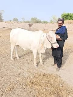 cow | Gulabi cow | گلابی گائے | white cow