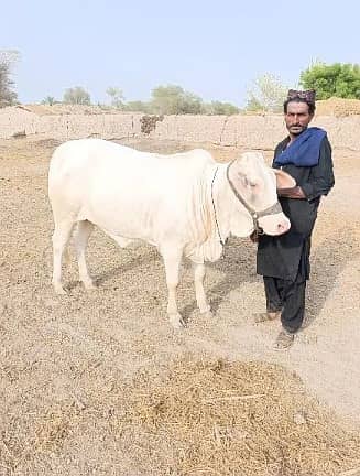 cow | Gulabi cow | گلابی گائے | white cow 0