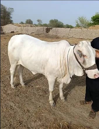 cow | Gulabi cow | گلابی گائے | white cow 1