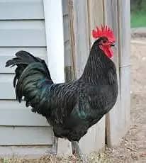 Australorp Rooster