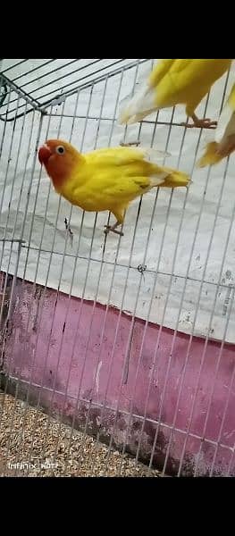 lovebirds breeders pairs urjent sale (exchange possible australian ) 3