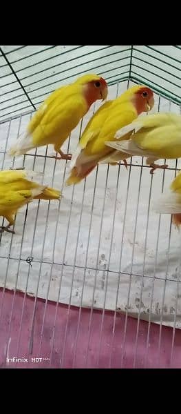 lovebirds breeders pairs urjent sale (exchange possible australian ) 4