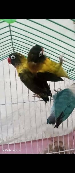 lovebirds breeders pairs urjent sale (exchange possible australian ) 6