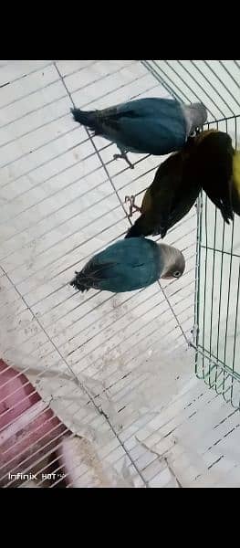 lovebirds breeders pairs urjent sale (exchange possible australian ) 8