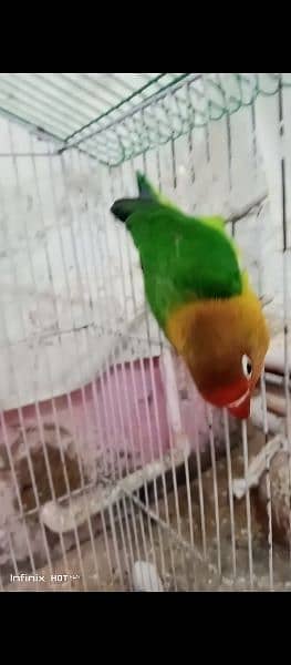 lovebirds breeders pairs urjent sale (exchange possible australian ) 9