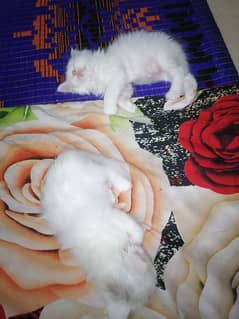 Persian Kittens Triple Coated