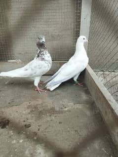 lowflyer pigeons/pair/breeder kabootar/کبوتر / for sale