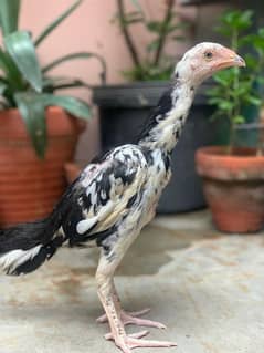 Aseel 3 month chick | Outclass Quality