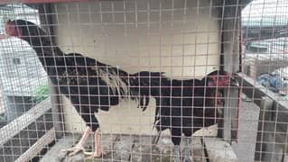 Aseel pair and 1 desi murgi is for sale