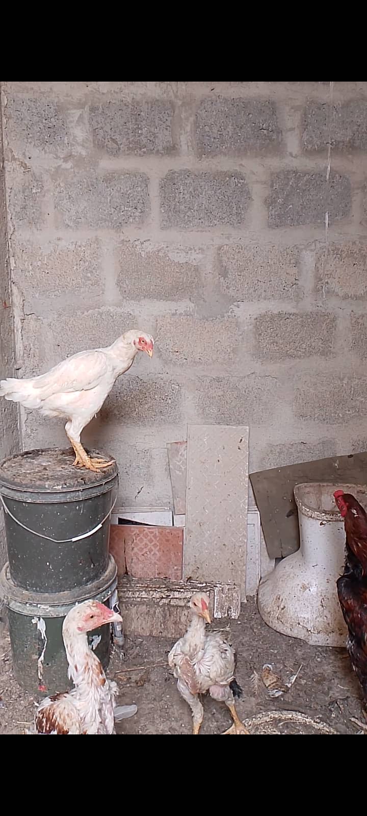 Heera female lakha male with 2 chick 3