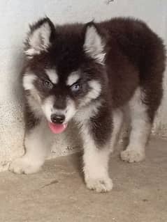 Siberian husky male puppy available for sale