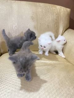 persain kittens