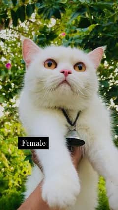 1 Persian male and 3 Persian female's available ( +92 370 4678376 )