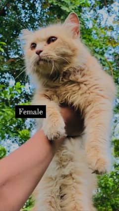 1 Persian male and 2 Persian female's available ( +92 370 4678376 )