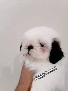 Shih-tzu male puppy 0