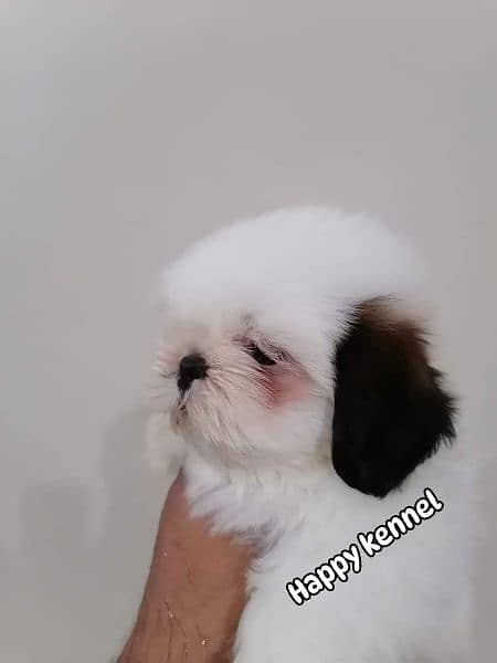 Shih-tzu male puppy 1