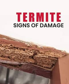 Termite control company in Lahore/  Fumigation services