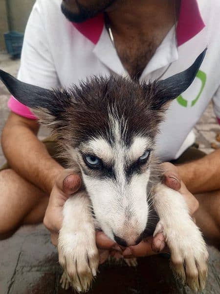 black or white husky dogs he top quality he 0