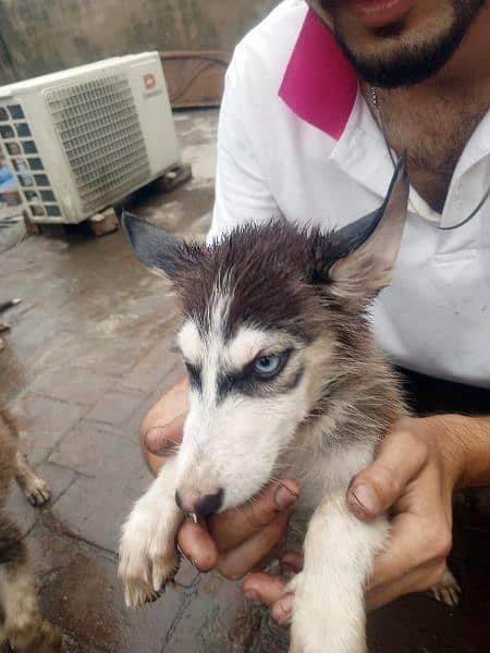 black or white husky dogs he top quality he 1