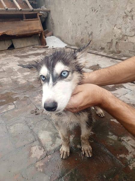 black or white husky dogs he top quality he 2