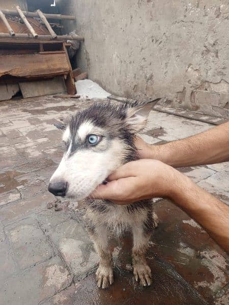 black or white husky dogs he top quality he 3