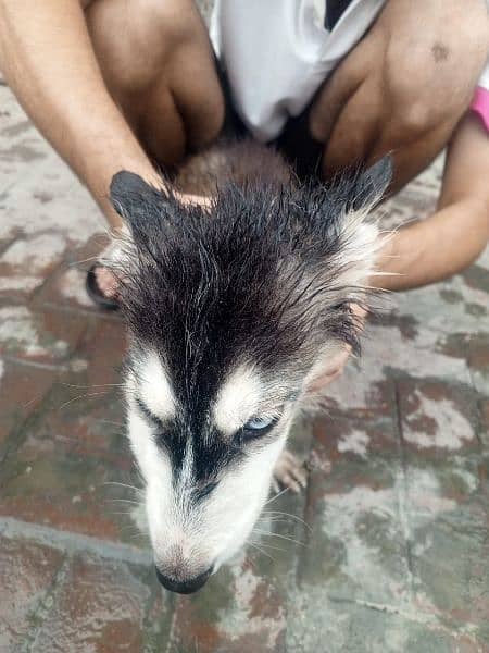 black or white husky dogs he top quality he 4